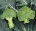 brokolice (3).jpg